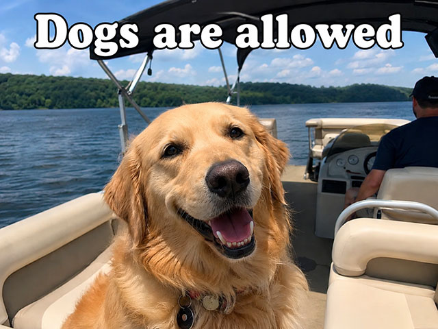 dogs are allowed